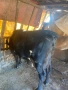 Продава се млада крава, снимка 2