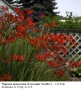 Червена крокосмия (Crocosmia ‘Lucifer’) - луковици, снимка 1