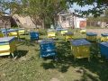 Кошери с пчели (пълни) с магазини и рамки, снимка 1 - Стоки за пчели - 45287248