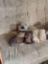 Шпиц мини , снимка 11