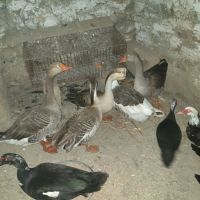 лебедови и обикновени гъски, снимка 2 - други­ - 45234835