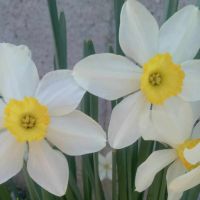 Нарциси, снимка 4 - Градински цветя и растения - 45250692