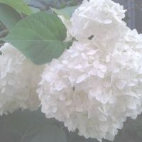 хортензия  - 2 цвята, снимка 2 - Градински цветя и растения - 45512983