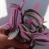 Tradescantia Nanouk, снимка 2 - Стайни растения - 44743776