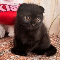 Шотландски клепоухи котета, снимка 7 - Британска късокосместа - 40741695