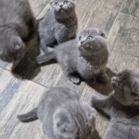Клепоухи котенца, снимка 6 - Британска късокосместа - 45620343