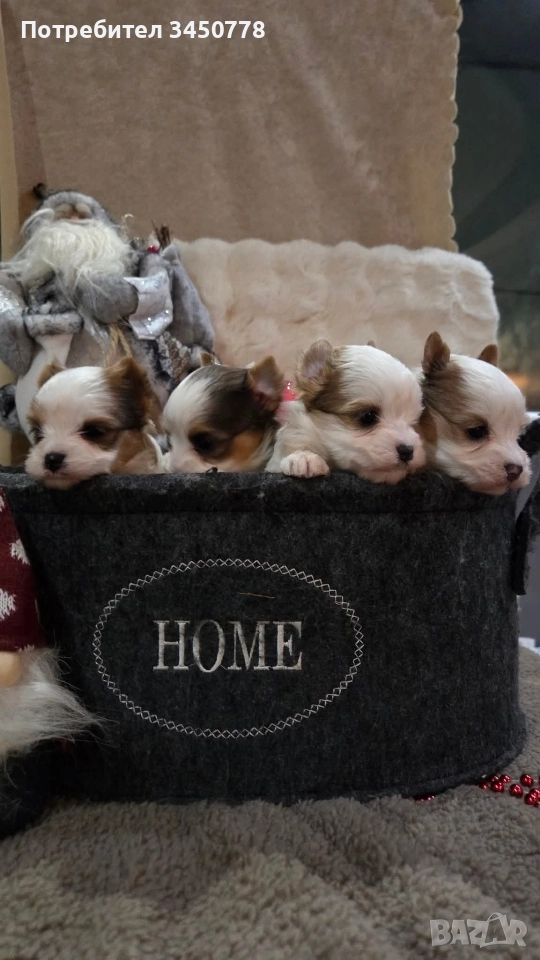 мини йоркшири бяли, снимка 1