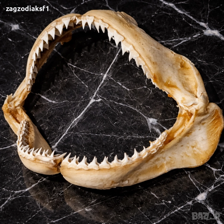 Челюст от Бул Шарк "БИЧА АКУЛА" 100% Истинска, снимка 1