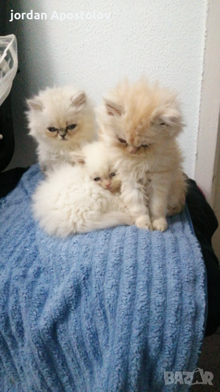 Малки,сладки и гушливи ангелчета търсят своя нов обичан дом!, снимка 1