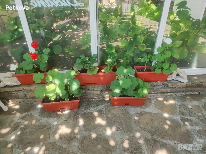 Мушкати, добре развити, снимка 1