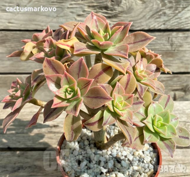 Aeonium Leucoblepharum, снимка 1