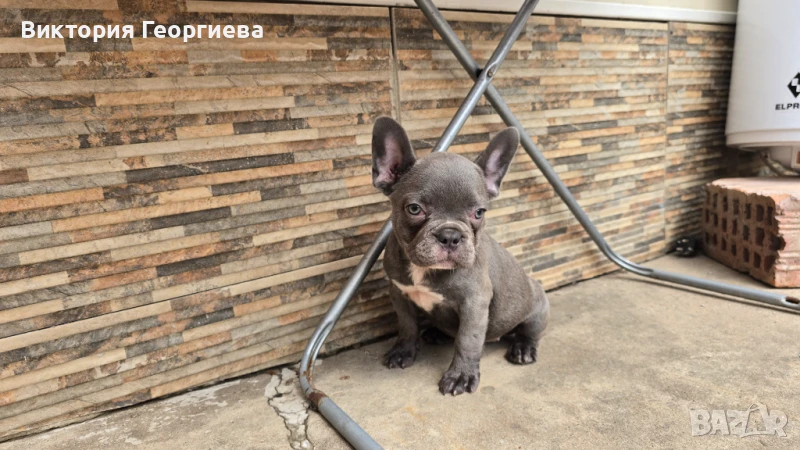 Френски Булдог  Блу Тен , снимка 1