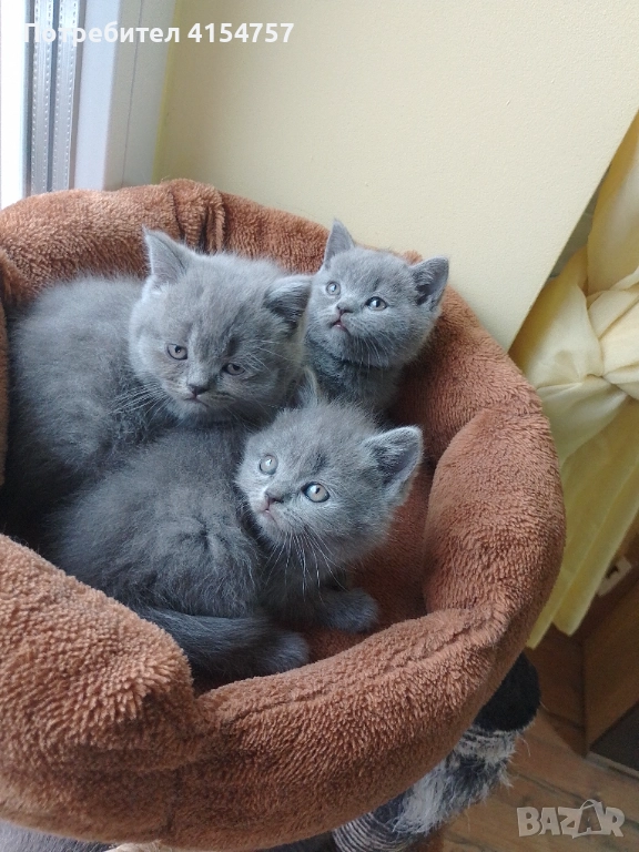 Британски принцеси, снимка 1