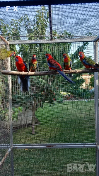 penantovi rozeli   , снимка 1