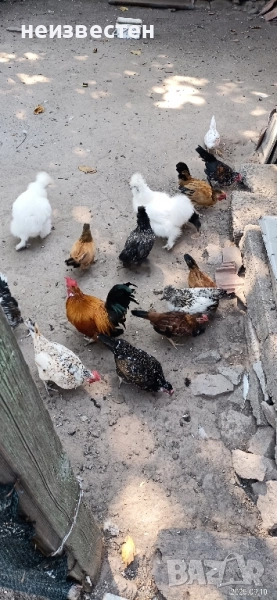 Продавам декоративни птици , снимка 1