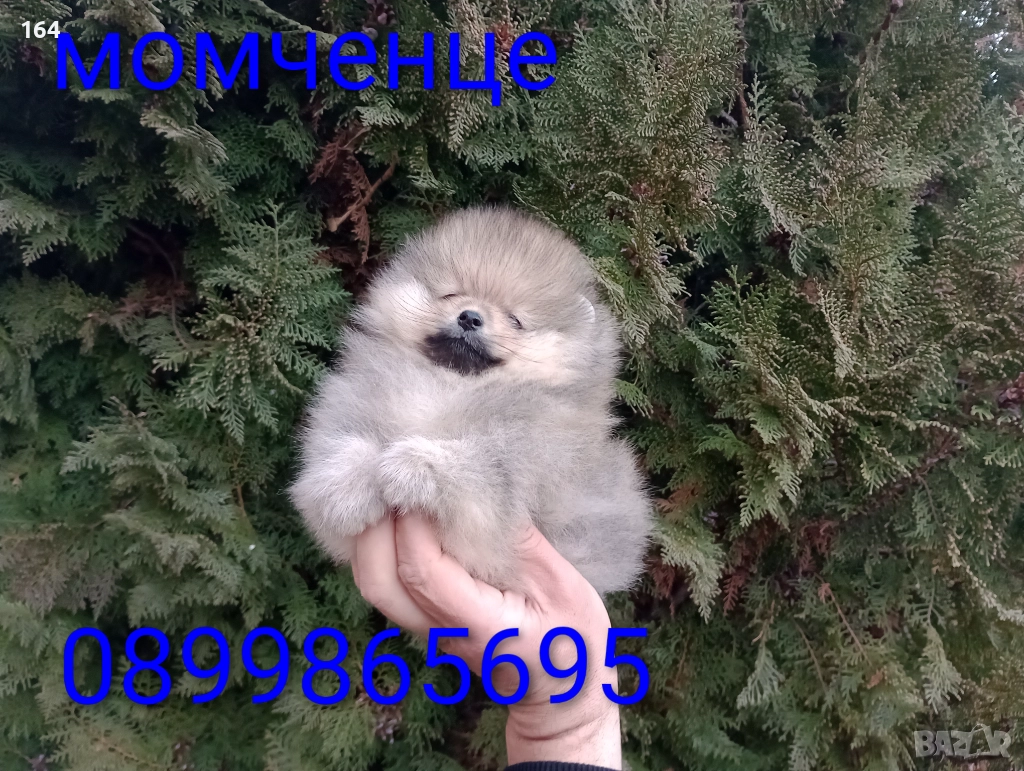 Мъжки Померан. Реални снимки от днес!, снимка 1