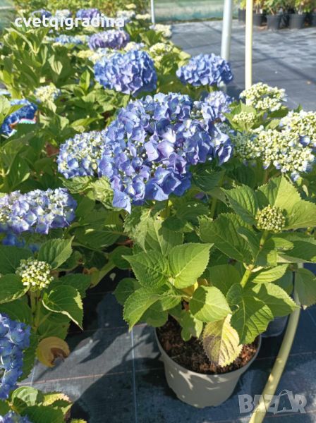 Hydrangea macrophylla 'Bela'(Хидрангея Бела), снимка 1