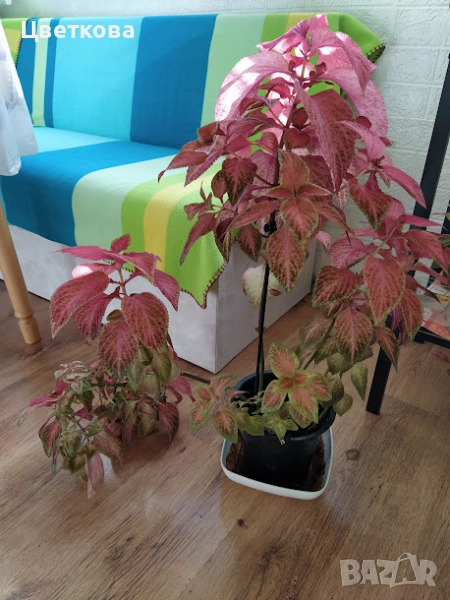 светлочервена копривка, снимка 1