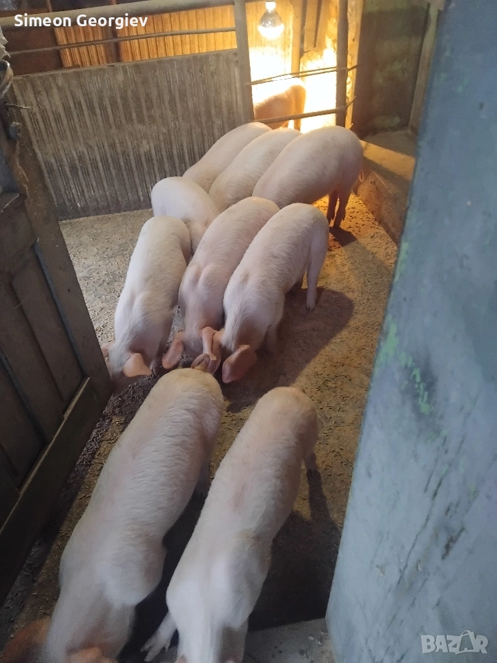 малки прасета 17 до 20 кг, снимка 1