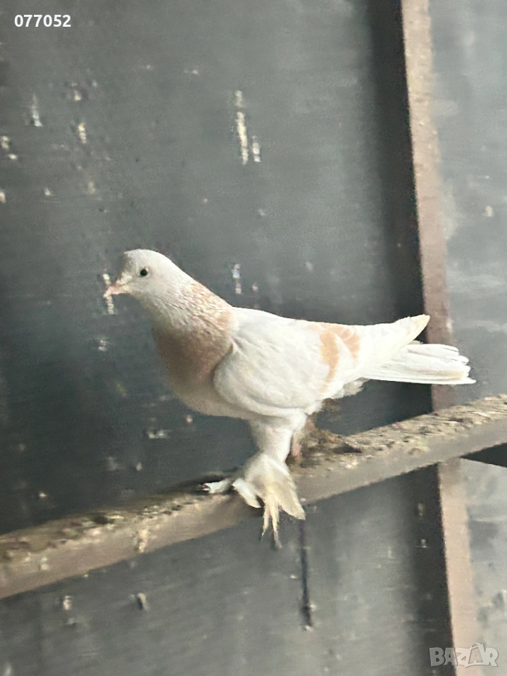 Млад чифт Мардини, снимка 1