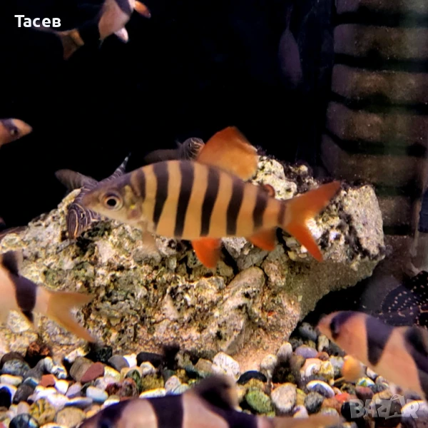 Дистиходус 7см, снимка 1