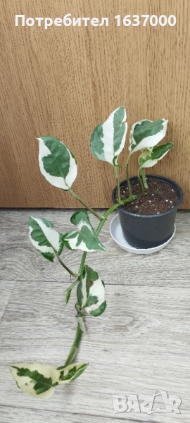 Епипремнум N'joy , снимка 1
