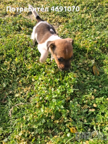 Джак ръсел, снимка 5 - Джак ръсел териер - 52887077