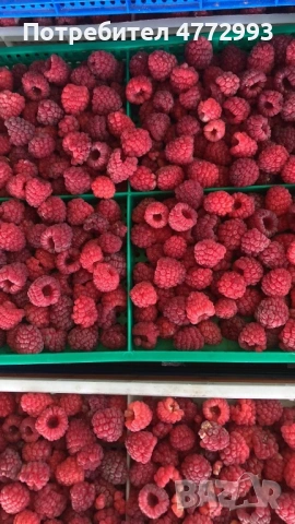 Разсад малини, снимка 2 - Разсади - 53926524