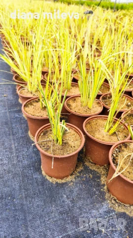 Акорус, Acorus Gramineus Ogon!!!, снимка 3 - Градински цветя и растения - 49964248