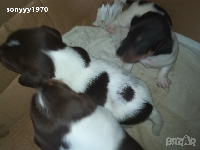 ПРОДАВАМЕ КУТРЕТА-ДЖАК РЪСЕЛ 250ЛВ ЗА 1БР 0309250738, снимка 7 - Джак ръсел териер - 51587007