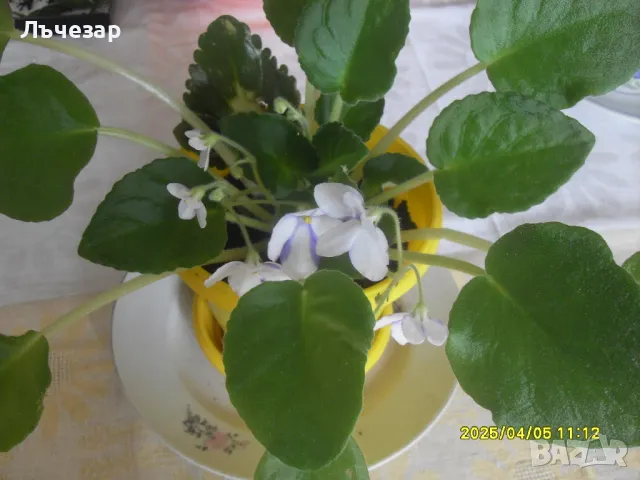 Продавам теменужка, снимка 5 - Градински цветя и растения - 49780075