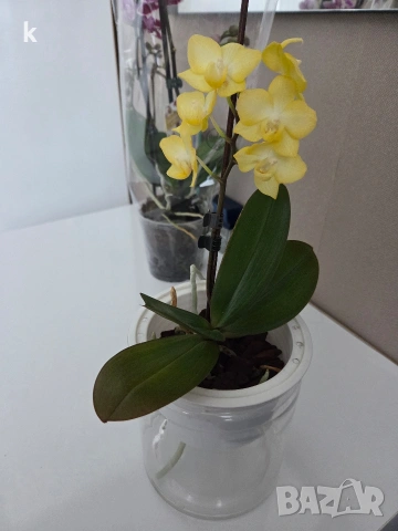 Фаленопсиси орхидеи в самополивни саксии , снимка 8 - Стайни растения - 53896200