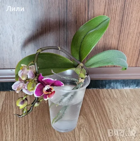 Орхидея фаленопсис Black wax, снимка 1