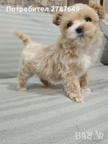 Малтипу, снимка 2 - Пудели - 53650329