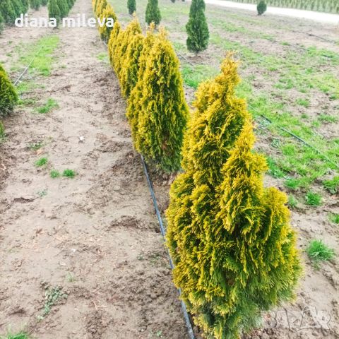 Туя Златен Смарагд, Thuja Occidentalis Golden Smaragd, снимка 4 - Градински цветя и растения - 37217569