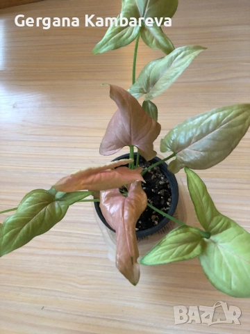 Syngonium Regina Red , снимка 4 - Стайни растения - 52510657