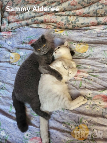 Британски, шотландски котета пухчета, снимка 13 - Британска късокосместа - 53852203