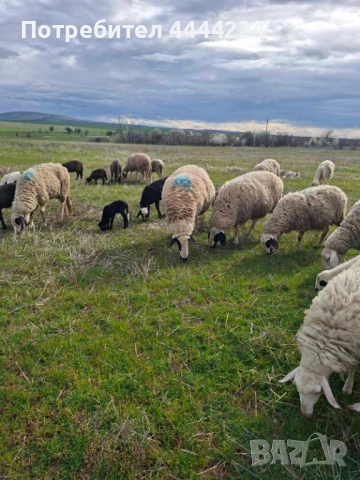 Продавам двугодишен марешки коч!, снимка 2 - Овце - 54086648