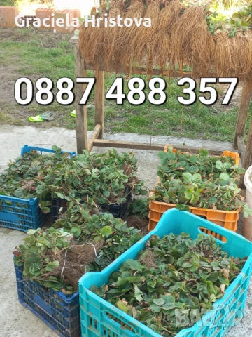 Продавам разсад ягоди , снимка 2 - Градински цветя и растения - 53679981