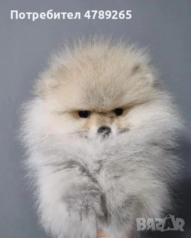 Померан Джудже с Родословие , снимка 4 - Померан - 54125324