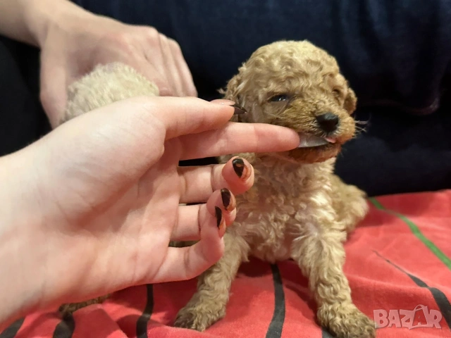 Пудел той , снимка 7 - Пудели - 53697550