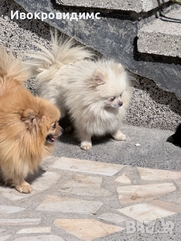 4 момичета топ уникални на 1г 6 месеца и на 2 години пишете ми или се обадете отговарям вайбър латца