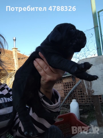 Продаваме кученца Кане Корсо 