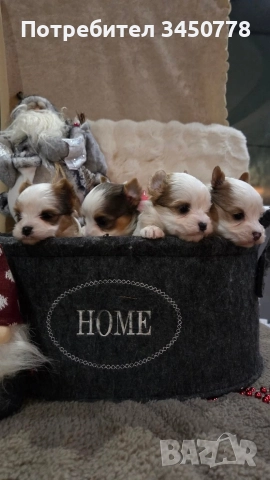 мини йоркшири бяли