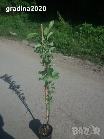МИНИ Плодни дръвчета-Перфектни за малка градина или вътрешен двор / тераса., снимка 7 - Градински цветя и растения - 27247024