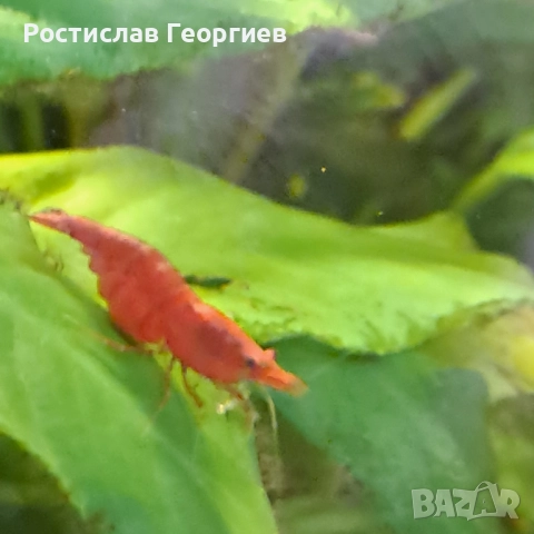 Аквариумни скариди