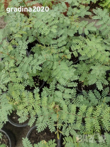 Цезалпиния, снимка 3 - Разсади - 51161534