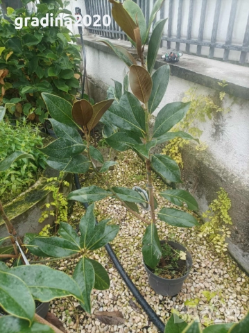 Вечно зелена студоустоичивa Магнолия Грандифлора, снимка 6 - Градински цветя и растения - 28528443