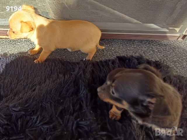 мини пинчер мини пинчер , снимка 7 - Пинчер - 52874815