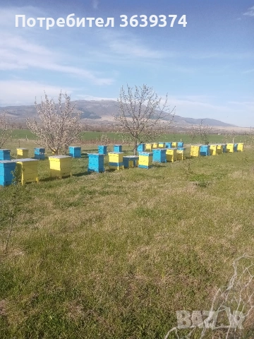 пчелни отводки , снимка 6 - За пчели - 53629533